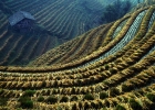china-longji-rice-terraces