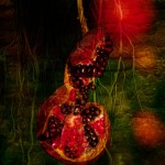 colorful composite photo of plant life
