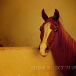 Barb mare in Fes Vet hospital portrait of sorrel mare in Fes vet hosp