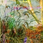 colorful nature shot