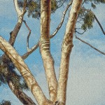 calif_trees_eucalyptus_twisted