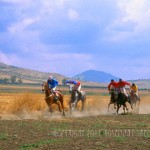 A country horse race in Morocco horses race for the finish in a country horse race