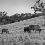 Longhorned cattle grazing on hillside