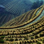 Longji, China rice terraces