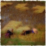 women harvesting rice in china