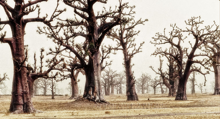 baobab senegal