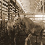 Belgian Draft horses Belgian Draft horses