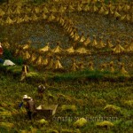 pastoral scene of Yunnan rice harvest pastoral scene of Yunnan rice harvest