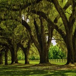 row of live oaks and fenced pastureland