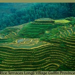 Landscape of Rice Terraces with Harvest in Progress