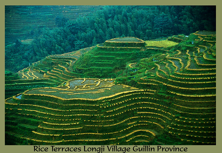 Landscape of Rice Terraces with Harvest in Progress Landscape of Rice Terraces with Harvest in Progress