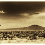 Zebra herd on the Serengeti Zebra herd on the Serengeti