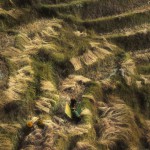 Chinese peasants work in ancient rice terraces