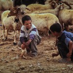 boys play in the midst of a flock of sheep