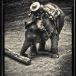 Elephant logging in Thailand
