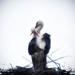 White Storks Return to Their Nest