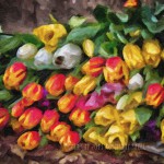 Tulips in Cluj Market
