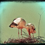 Two storks build a nest