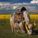 Tibetan Yak saddled