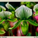 Orchids...green and pink