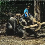 Young elephant logging in jungles of Thailand