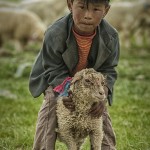 Tibet_boy-shepherd_sheep_quinghai copy