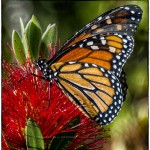 Monarch Butterfly and Bottle Brush Blossom