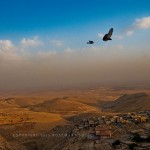 Birds soar over the plains of Syria
