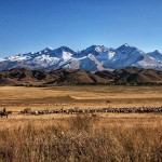 landscape of meadow and mountains with herd of sheep and horseman