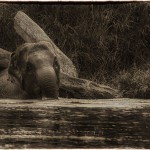 Baby Elephant bathes in Thai river