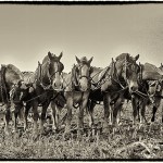 Draft horses harnessed in a team of six