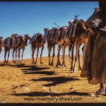 Touareg man leads his camels to Tombouctou