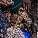 Dead animals and shells used in Voodoo