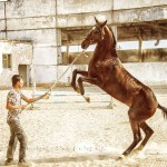 Akhal Teke Stallion rearing