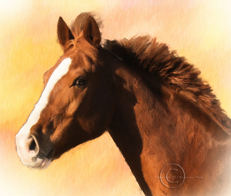 horsewarmblood crosschestnutblaze Travel Photographs By Rosemary Sheel