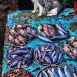 India_kochi_cat_fishmarket
