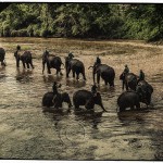 Elephants walk upriver after their bath