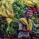 A man pushes his rickshaw filled with hundreds of pounds of bananas