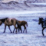 A Kyrgyz horseman herds a mare and foal to shelter from the snow