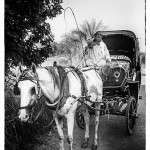 A thin Arab horse hitched to a calesh waits patiently