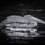 glowing black and white photograph of a pelican swimming