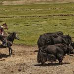 Tibetan cowboys, mounted, herd yak toward Yushu, Quinghai Provence, China