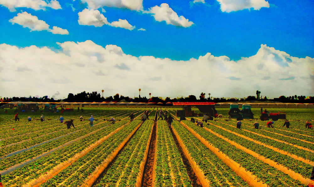Ферма в канзасе. Строуберри филдс нью-йорк. Parking border. Field state. Пшеничный штат канзас.